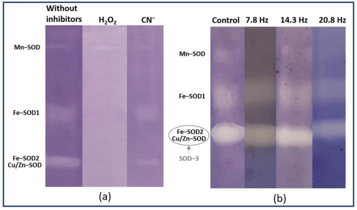 https://cdn.ncbi.nlm.nih.gov/pmc/blobs/7347/9370302/ac4ab5df6d95/plants-11-01955-g003.jpg