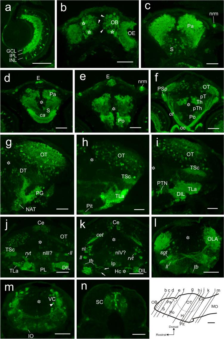 https://cdn.ncbi.nlm.nih.gov/pmc/blobs/7348/9618489/3ef004abb3ce/429_2022_2550_Fig3_HTML.jpg
