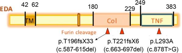 https://cdn.ncbi.nlm.nih.gov/pmc/blobs/734f/6286515/aa7a5853b740/12881_2018_726_Fig2_HTML.jpg