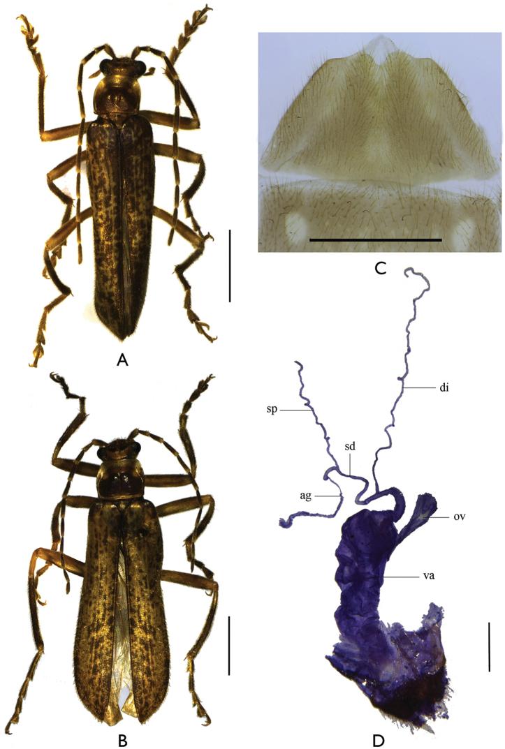 https://cdn.ncbi.nlm.nih.gov/pmc/blobs/7350/5027658/4d583cfb28ec/zookeys-614-097-g004.jpg