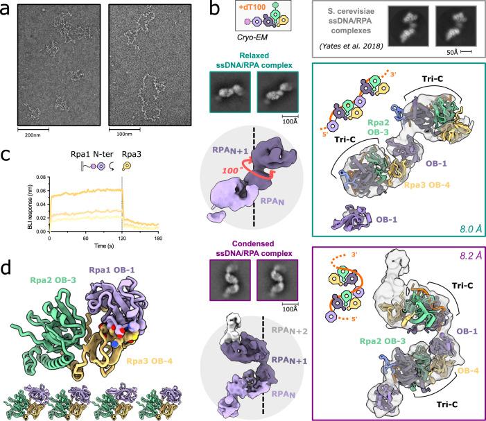 https://cdn.ncbi.nlm.nih.gov/pmc/blobs/7353/10122647/653c10519d0f/41467_2023_38048_Fig3_HTML.jpg