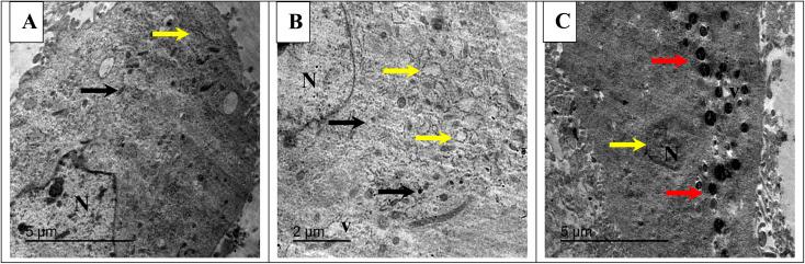 https://cdn.ncbi.nlm.nih.gov/pmc/blobs/7353/12005080/9a905fbcf5e0/d5ra00739a-f11.jpg