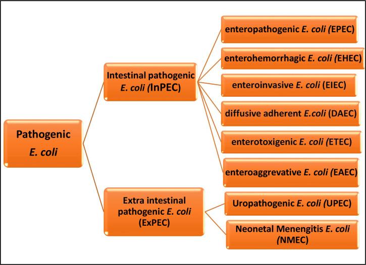 https://cdn.ncbi.nlm.nih.gov/pmc/blobs/7353/9845789/0a38be765a4b/fcimb-12-946184-g002.jpg