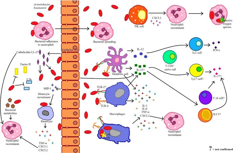 https://cdn.ncbi.nlm.nih.gov/pmc/blobs/7355/5388700/3712c5544dfa/fimmu-08-00441-g001.jpg