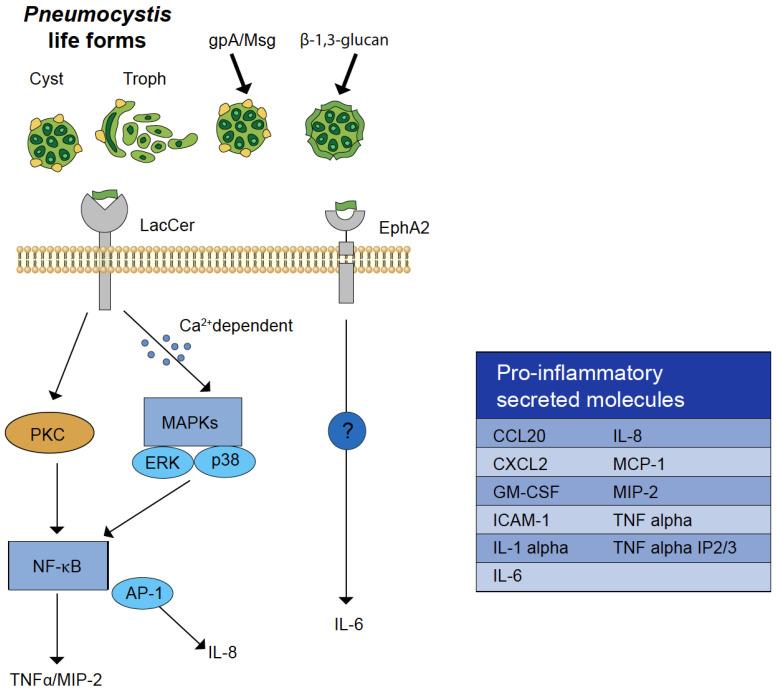 https://cdn.ncbi.nlm.nih.gov/pmc/blobs/7359/10381464/372bd8bb5616/jof-09-00729-g001.jpg