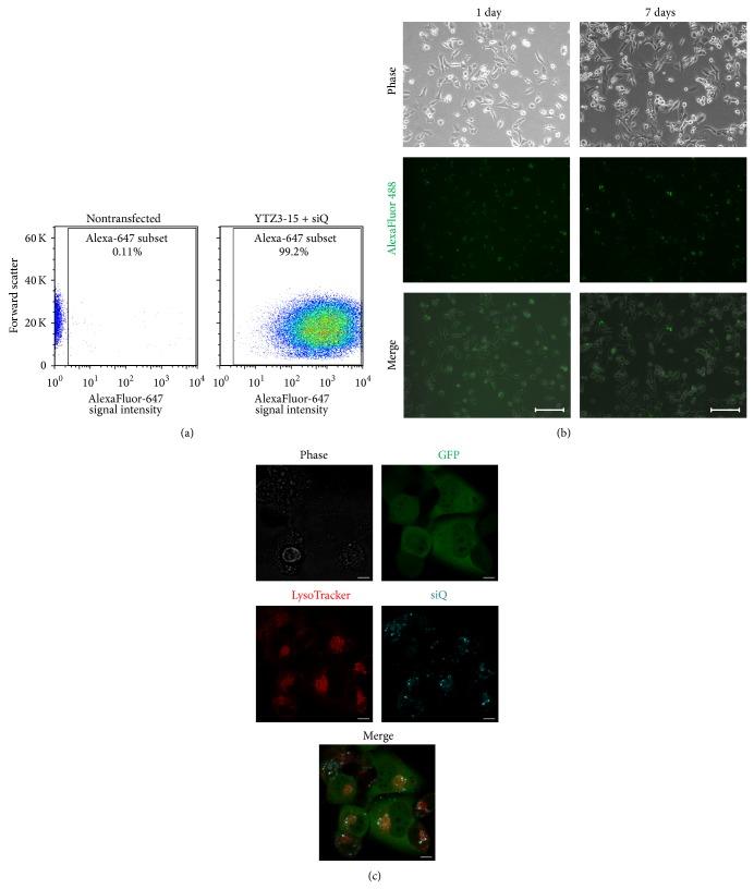https://cdn.ncbi.nlm.nih.gov/pmc/blobs/7359/4339717/f3852604e5ec/BMRI2015-382745.003.jpg