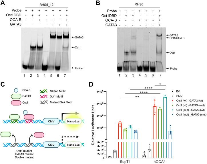 https://cdn.ncbi.nlm.nih.gov/pmc/blobs/735a/12069319/d113625dd4e8/fimmu-16-1548636-g003.jpg