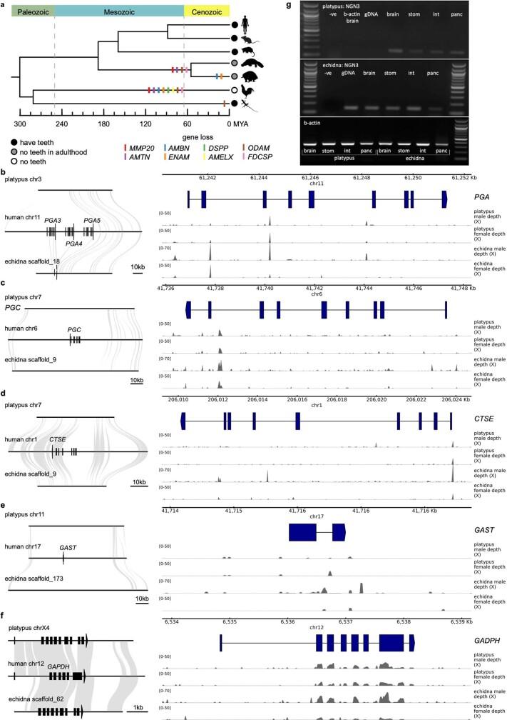 https://cdn.ncbi.nlm.nih.gov/pmc/blobs/7364/8081666/6245d5c9141d/41586_2020_3039_Fig12_ESM.jpg
