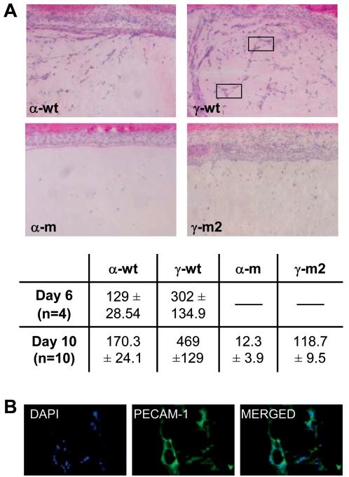 https://cdn.ncbi.nlm.nih.gov/pmc/blobs/7368/2481281/5d8720590d47/pone.0002543.g007.jpg