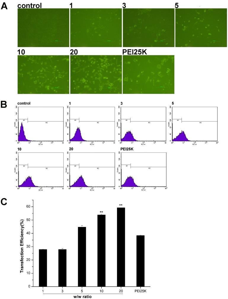 https://cdn.ncbi.nlm.nih.gov/pmc/blobs/736a/3716693/7bf952138957/pone.0068651.g006.jpg