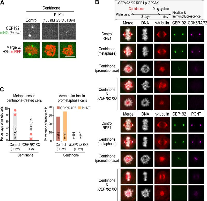 https://cdn.ncbi.nlm.nih.gov/pmc/blobs/736d/7658699/09a5dd5bcc99/JCB_202006010_FigS3.jpg