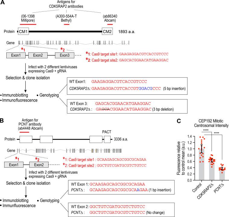 https://cdn.ncbi.nlm.nih.gov/pmc/blobs/736d/7658699/4d23227e6f14/JCB_202006010_FigS1.jpg