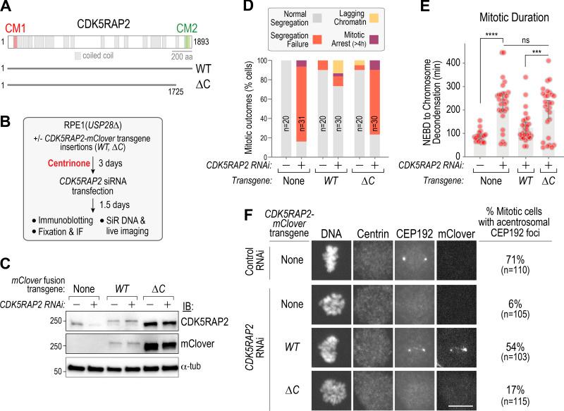 https://cdn.ncbi.nlm.nih.gov/pmc/blobs/736d/7658699/6148b966e6c4/JCB_202006010_Fig5.jpg