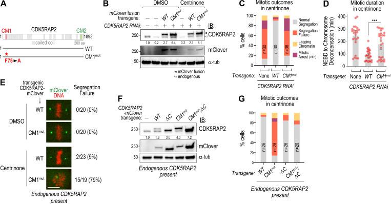 https://cdn.ncbi.nlm.nih.gov/pmc/blobs/736d/7658699/9c050668c184/JCB_202006010_Fig6.jpg