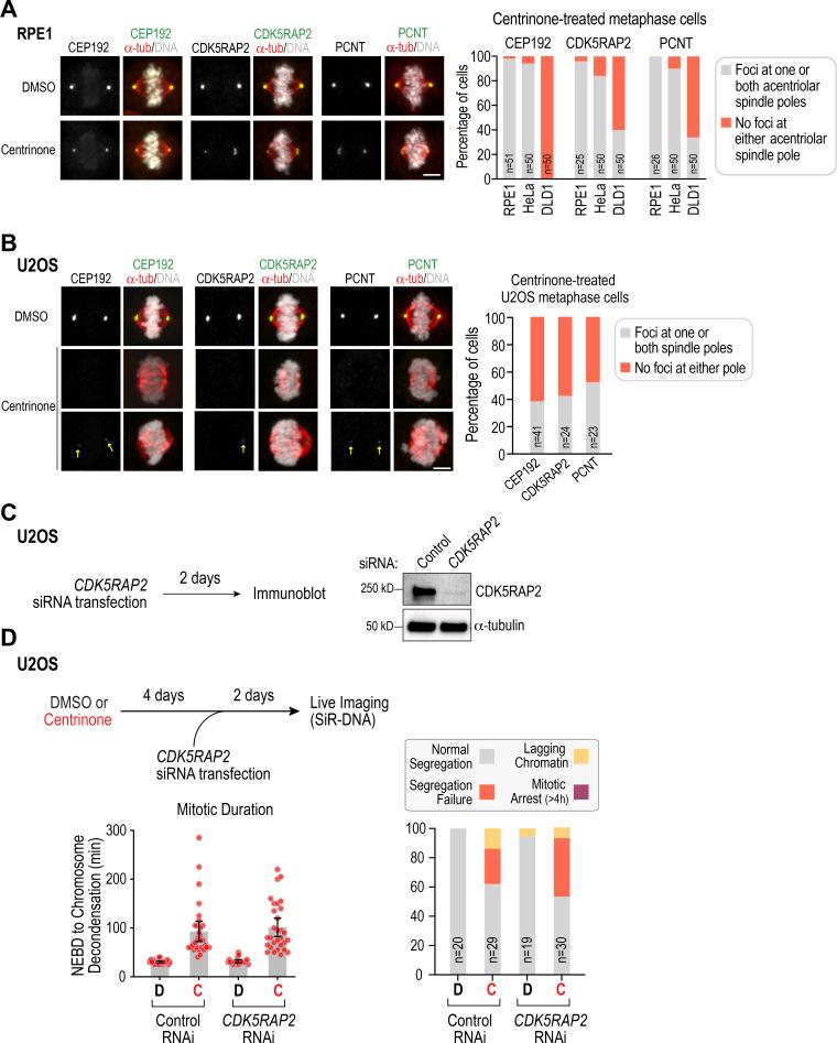 https://cdn.ncbi.nlm.nih.gov/pmc/blobs/736d/7658699/af5dfd434689/JCB_202006010_FigS5.jpg