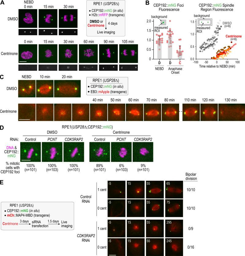 https://cdn.ncbi.nlm.nih.gov/pmc/blobs/736d/7658699/bb429342a96f/JCB_202006010_Fig3.jpg