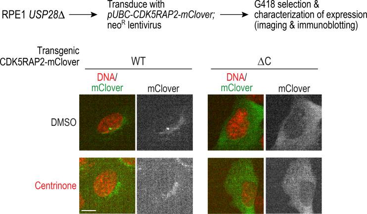 https://cdn.ncbi.nlm.nih.gov/pmc/blobs/736d/7658699/bd702962c13c/JCB_202006010_FigS4.jpg