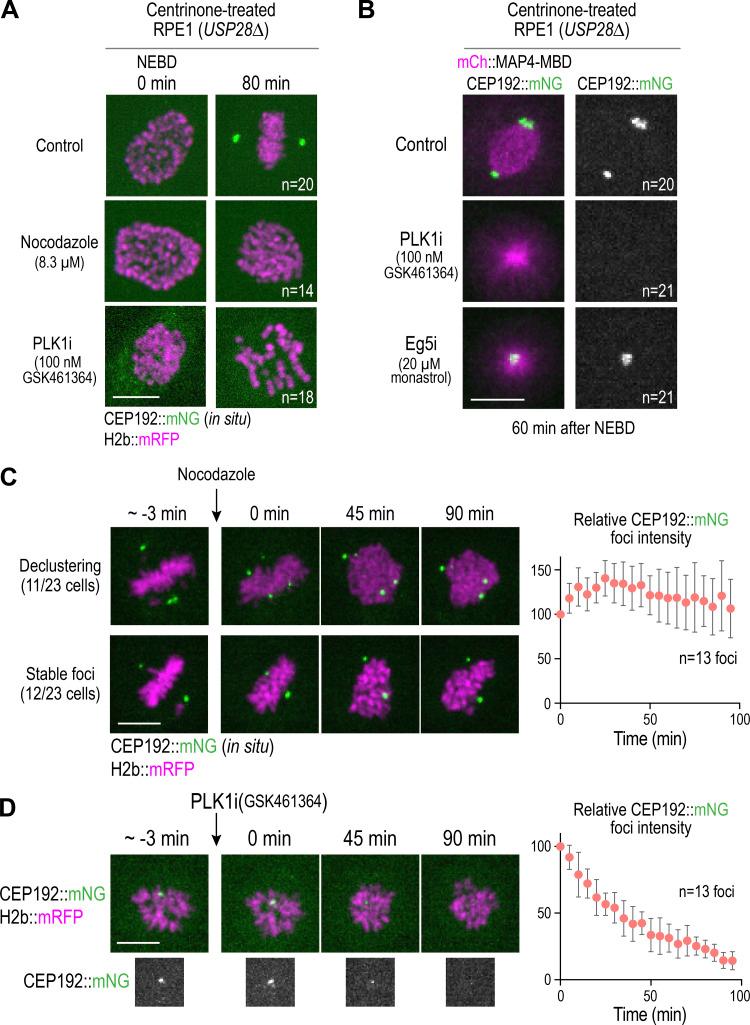 https://cdn.ncbi.nlm.nih.gov/pmc/blobs/736d/7658699/de5f7c0b44b8/JCB_202006010_Fig4.jpg