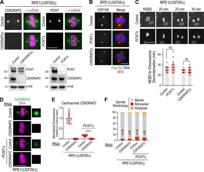 https://cdn.ncbi.nlm.nih.gov/pmc/blobs/736d/7658699/edfc5bbba3be/JCB_202006010_Fig1.jpg