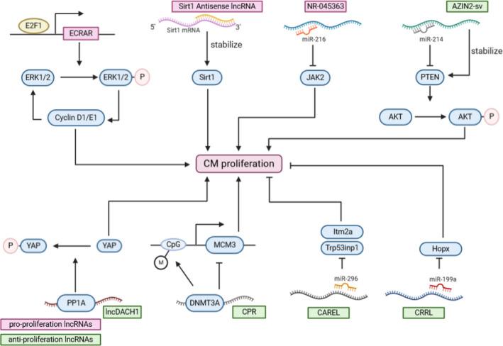 https://cdn.ncbi.nlm.nih.gov/pmc/blobs/736d/7933974/3058f02149a0/JCMM-25-2315-g003.jpg