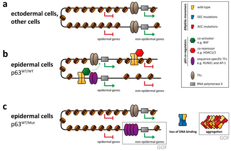 https://cdn.ncbi.nlm.nih.gov/pmc/blobs/7371/7866788/1644bc1cf4d9/cancers-13-00536-g002.jpg