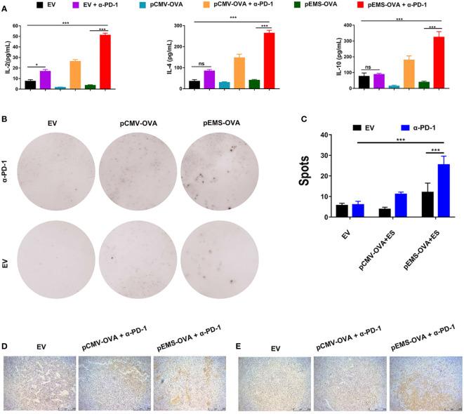 https://cdn.ncbi.nlm.nih.gov/pmc/blobs/7376/10150030/296c8ff496c3/fimmu-14-1169850-g003.jpg