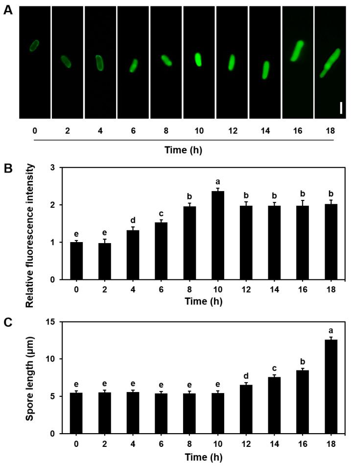 https://cdn.ncbi.nlm.nih.gov/pmc/blobs/7378/12029550/238b5666c1ed/microorganisms-13-00887-g002.jpg