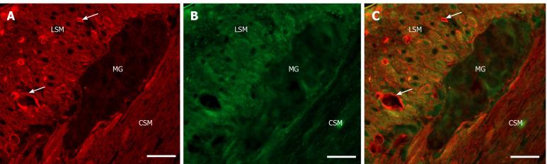 https://cdn.ncbi.nlm.nih.gov/pmc/blobs/737f/8107976/1895537b8316/WJD-12-658-g002.jpg