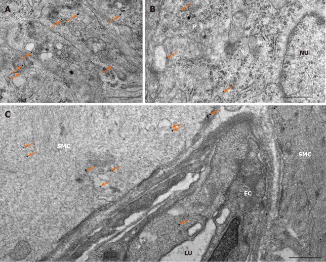 https://cdn.ncbi.nlm.nih.gov/pmc/blobs/737f/8107976/8922848c6bc8/WJD-12-658-g003.jpg