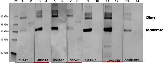 https://cdn.ncbi.nlm.nih.gov/pmc/blobs/7382/5801815/069fee8de741/12985_2018_925_Fig3_HTML.jpg