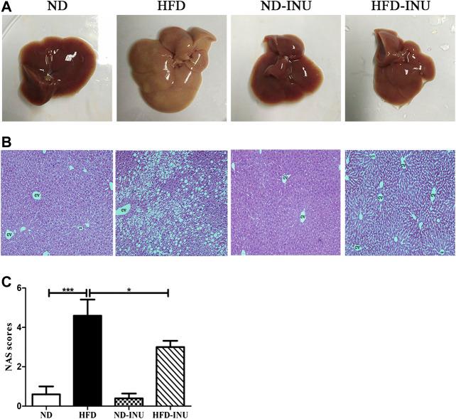 https://cdn.ncbi.nlm.nih.gov/pmc/blobs/7383/7774311/d196bf199994/fphar-11-558525-g003.jpg