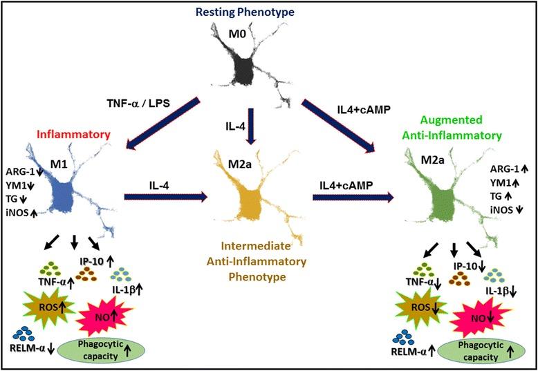 https://cdn.ncbi.nlm.nih.gov/pmc/blobs/7384/4711034/af52b1177458/12974_2015_463_Fig5_HTML.jpg