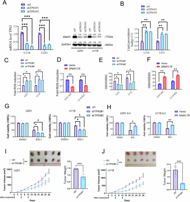 https://cdn.ncbi.nlm.nih.gov/pmc/blobs/7387/12343825/19ddae462951/41419_2025_7938_Fig6_HTML.jpg