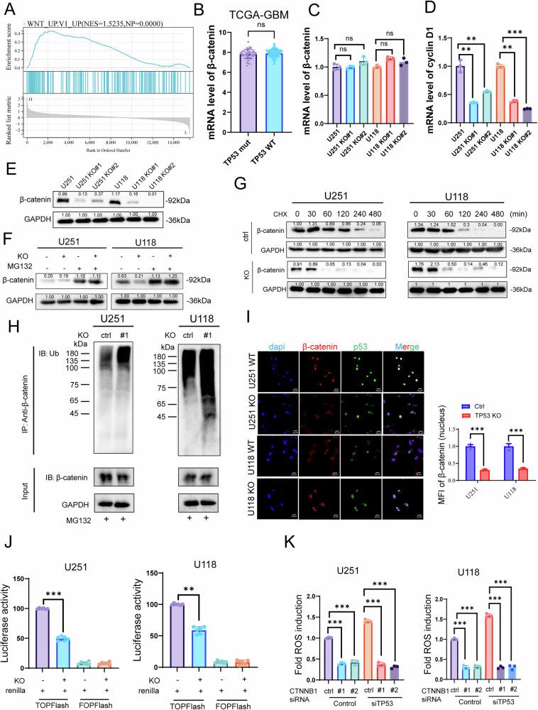 https://cdn.ncbi.nlm.nih.gov/pmc/blobs/7387/12343825/8df5b25f24d6/41419_2025_7938_Fig3_HTML.jpg