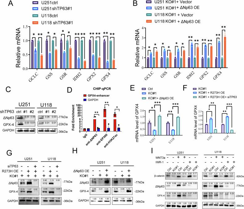 https://cdn.ncbi.nlm.nih.gov/pmc/blobs/7387/12343825/f0f798e2b2e1/41419_2025_7938_Fig5_HTML.jpg