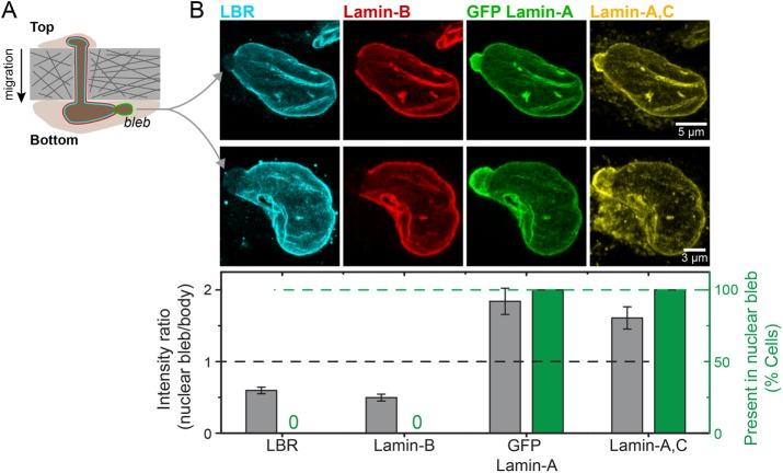 https://cdn.ncbi.nlm.nih.gov/pmc/blobs/738d/5687034/8417c0326111/3333fig7.jpg