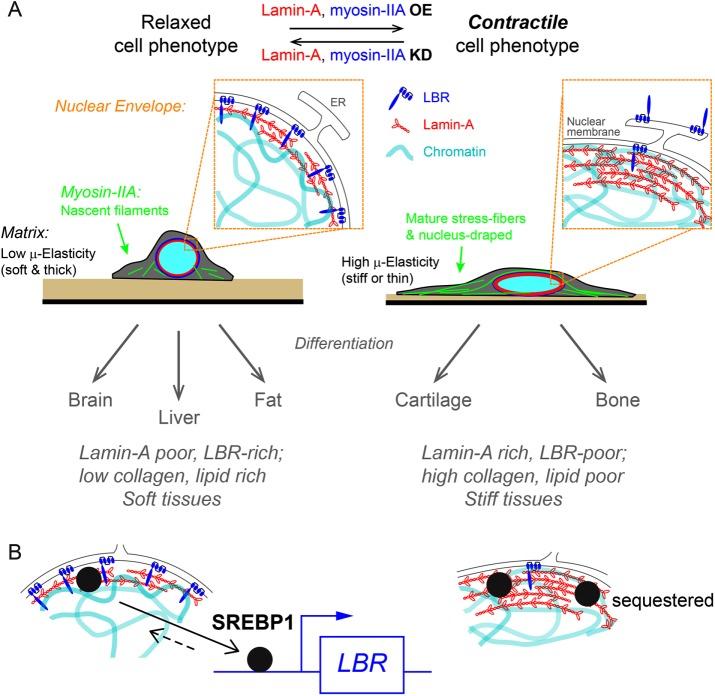 https://cdn.ncbi.nlm.nih.gov/pmc/blobs/738d/5687034/f180e4f9ade7/3333fig8.jpg