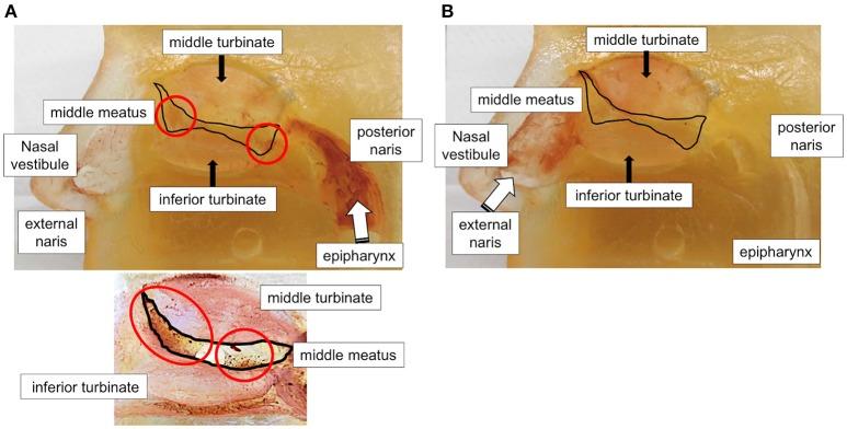https://cdn.ncbi.nlm.nih.gov/pmc/blobs/7390/6178134/83f268552018/fimmu-09-02192-g0004.jpg