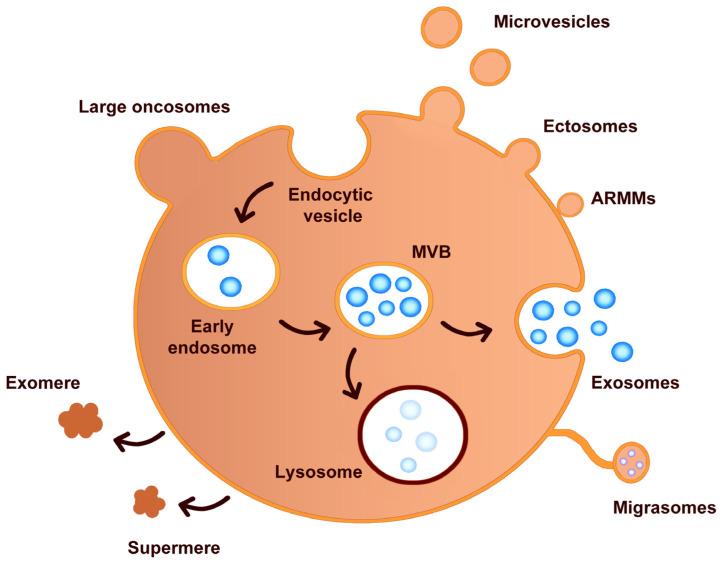 https://cdn.ncbi.nlm.nih.gov/pmc/blobs/7391/11720073/58b1c7b173b7/ijms-26-00189-g002.jpg