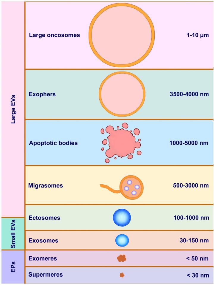 https://cdn.ncbi.nlm.nih.gov/pmc/blobs/7391/11720073/ab53d997c786/ijms-26-00189-g001.jpg