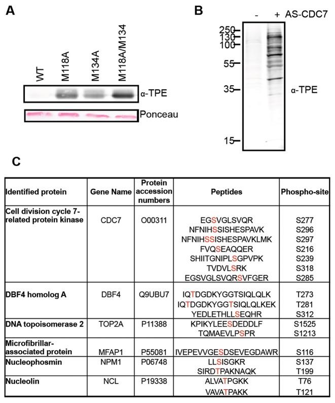 https://cdn.ncbi.nlm.nih.gov/pmc/blobs/739b/5062981/8a2985542c91/gkw626fig1.jpg