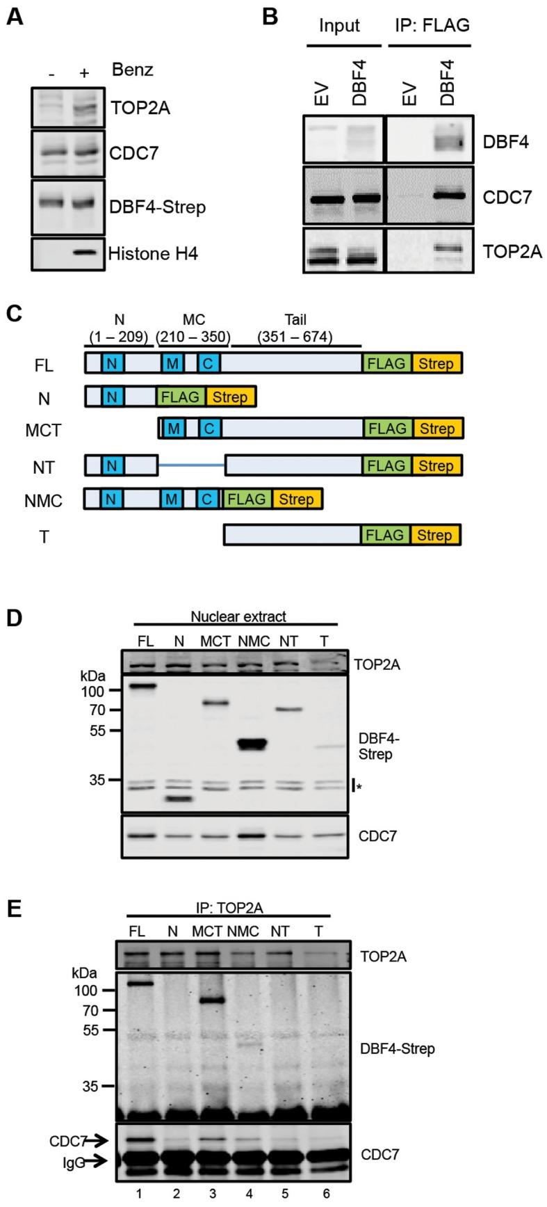 https://cdn.ncbi.nlm.nih.gov/pmc/blobs/739b/5062981/9bd8a79f8444/gkw626fig2.jpg