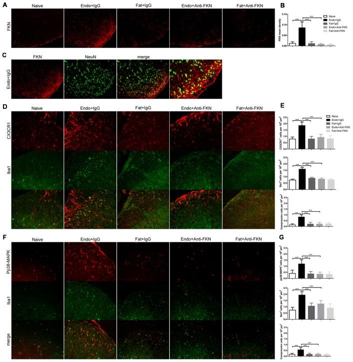 https://cdn.ncbi.nlm.nih.gov/pmc/blobs/739e/6309014/19e3e1f9c489/fncel-12-00495-g0008.jpg
