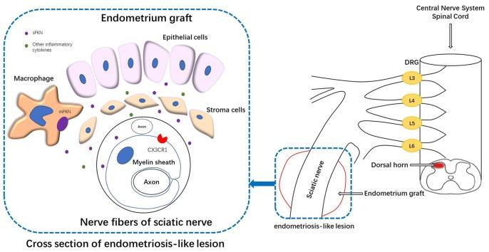https://cdn.ncbi.nlm.nih.gov/pmc/blobs/739e/6309014/74da2cbf7a46/fncel-12-00495-g0009.jpg