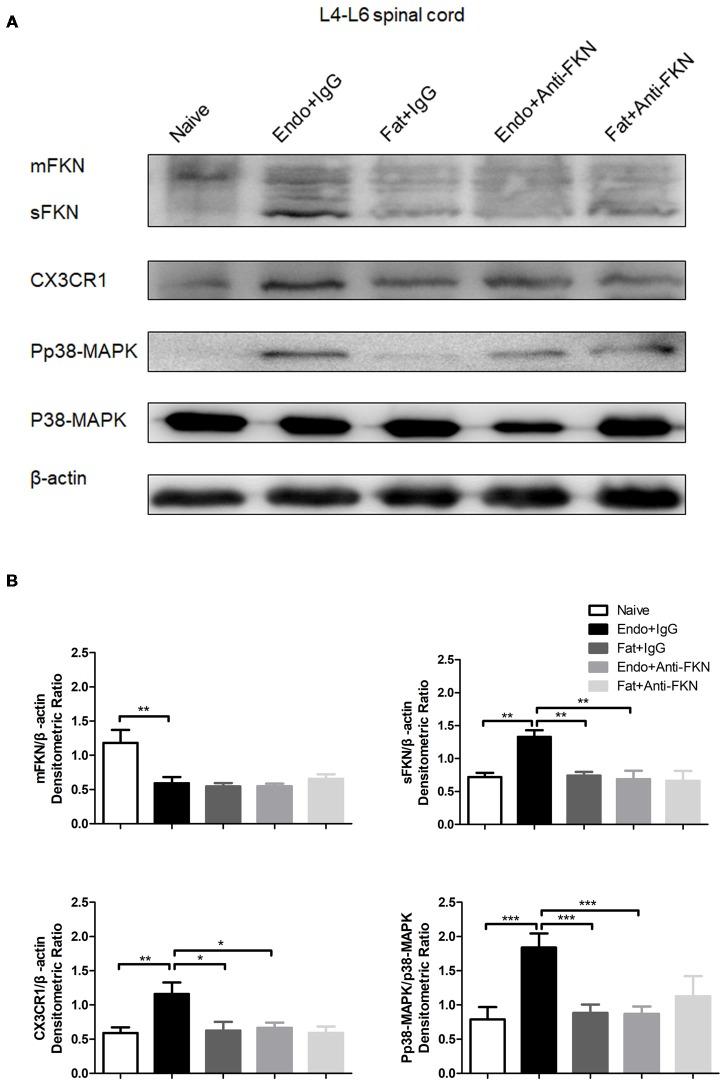 https://cdn.ncbi.nlm.nih.gov/pmc/blobs/739e/6309014/e881a70959b5/fncel-12-00495-g0007.jpg
