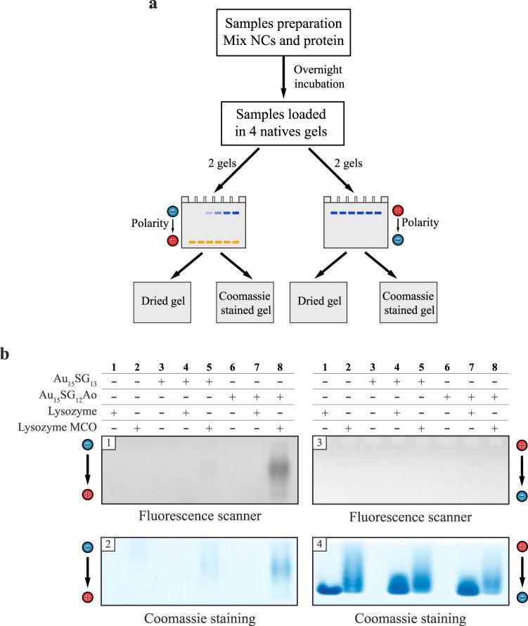 https://cdn.ncbi.nlm.nih.gov/pmc/blobs/739e/9814629/ed84a1d92b8a/42004_2021_497_Fig3_HTML.jpg