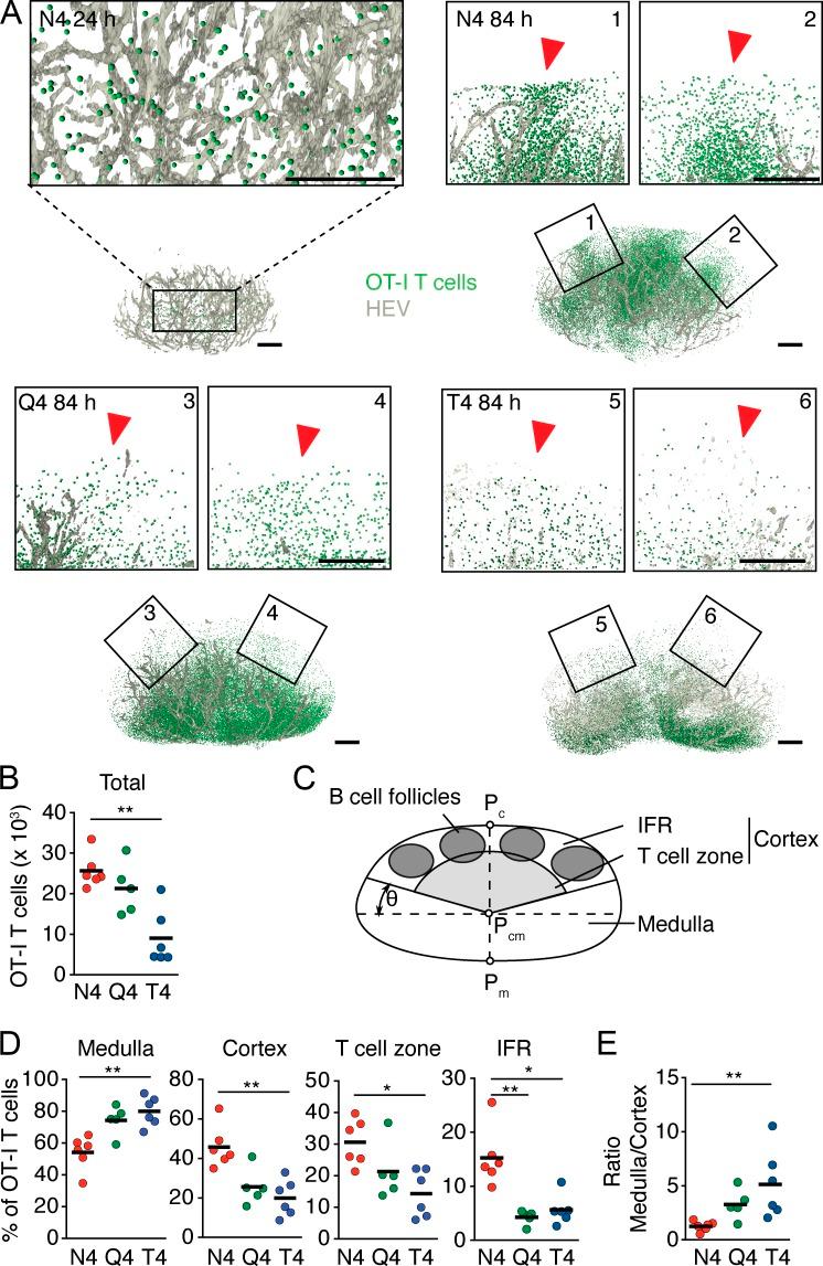 https://cdn.ncbi.nlm.nih.gov/pmc/blobs/739f/5110015/6d906d90e30d/JEM_20160206_Fig4.jpg