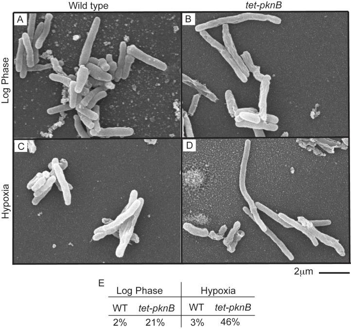 https://cdn.ncbi.nlm.nih.gov/pmc/blobs/73a1/3883633/007290369f49/pbio.1001746.g007.jpg