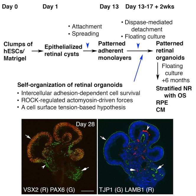 https://cdn.ncbi.nlm.nih.gov/pmc/blobs/73a1/4939656/5a179b1cd905/fx1.jpg