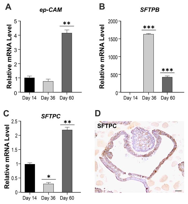 https://cdn.ncbi.nlm.nih.gov/pmc/blobs/73a1/8997767/19f13e2b1fe4/cells-11-01235-g002.jpg